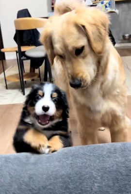 心配そうなゴールデンさん