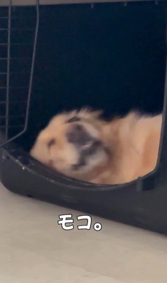 モコちゃんの寝起きの瞬間4