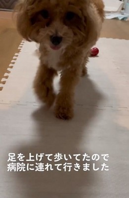 足をあげて歩くマルくん3