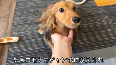 「知らない犬だ!ワンワン!」