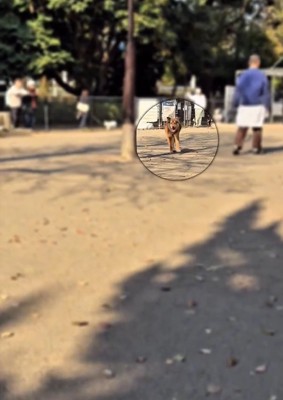 走ってくるラッキーくん