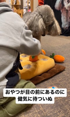 男の子が遊ぶ準備をするのを待つグリィくん3