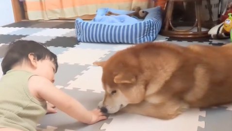 赤ちゃんと遊ぶ柴犬