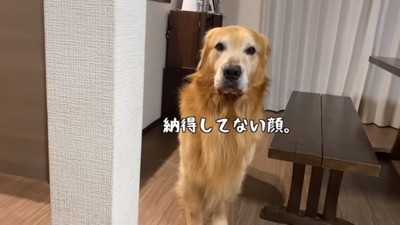 納得していないベンツくん