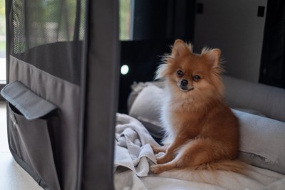 布製のケージでくつろぐポメラニアン