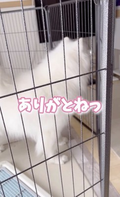 「また来てねっ」