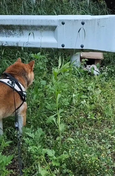 お散歩をしていたら…