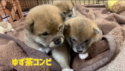 寄り添う小柄な雌の子犬と大柄な雄の子犬