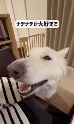 ナデナデ大好き