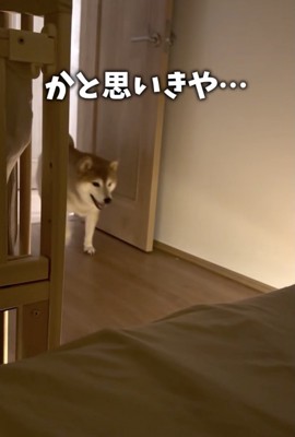 戻ってきた!
