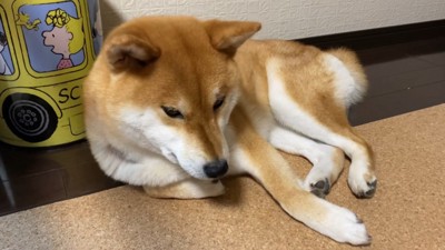 「ちぇっ、もらえないのか～」