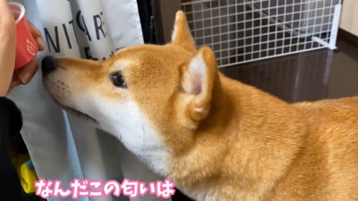 においをかぐ犬