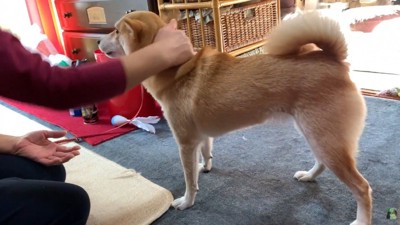 撫でてあげたら…