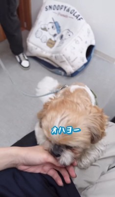 投稿者へ挨拶をしに来たシーズー