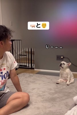 飼い主を見つめる小型犬
