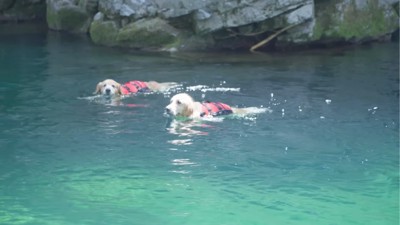 泳ぐ2匹の犬