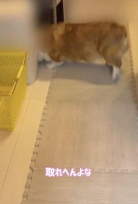 ボールに届くかな？