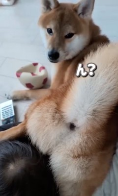 振り返る柴犬