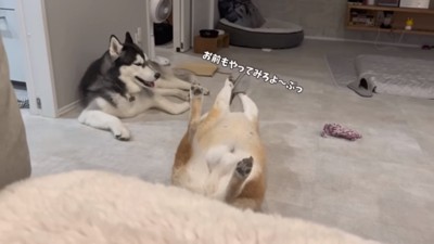 ヘソ天をするおもちくん