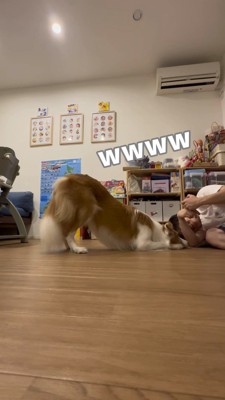 お尻を上げた体勢の犬を見て笑う飼い主