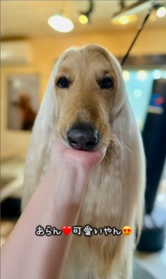 マークリンくんのシャンプー前後7