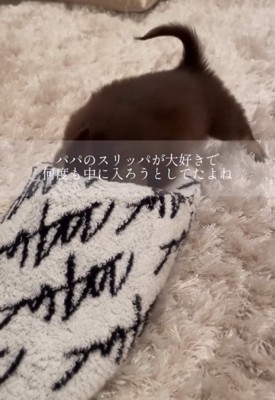 スリッパに潜ろうとする犬