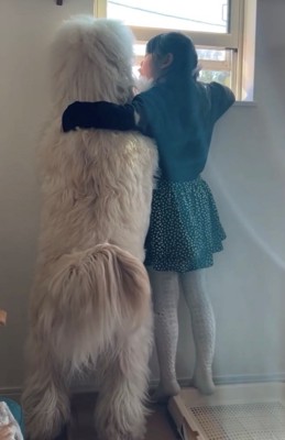 犬に話しかける女の子と犬