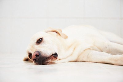 横たわるレトリバー