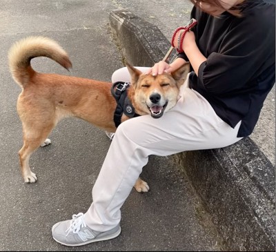 笑顔を見せてくれる犬