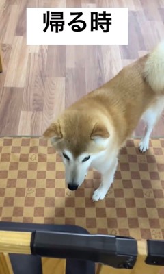 しょんぼりする柴犬