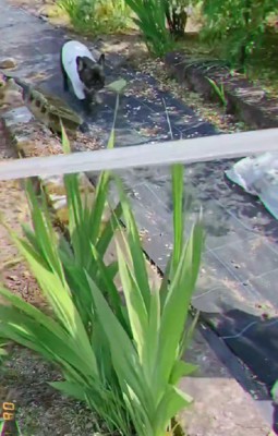 「僕も野菜採ったよ！！」