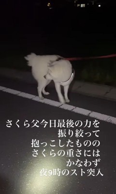 さくらちゃんの帰宅拒否8