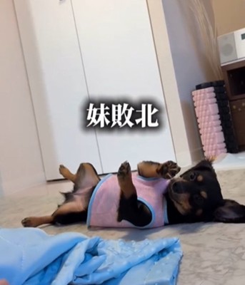 床に倒れる犬