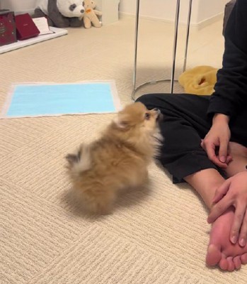 芸を特訓中のイルちゃん