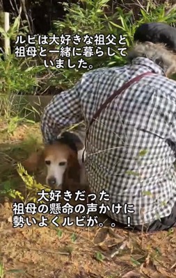 隣に体をくっつける犬