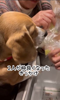 きなこちゃんとお母さん6