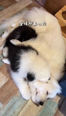 添い寝がお気に入り！！