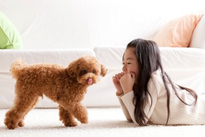 トイプードルと女の子