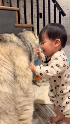犬に手をついて立ち上がる赤ちゃん 