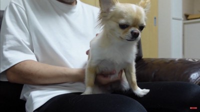 飼い主さんが浮気した時のみるくちゃん5