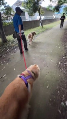 散歩をする犬たちに近寄る男性