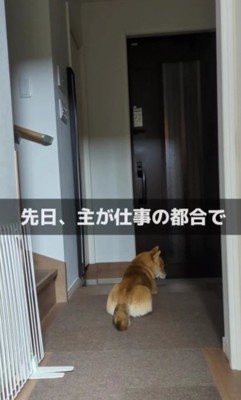 柴犬