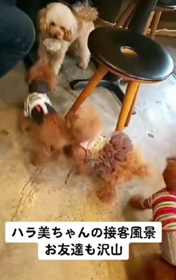 看板犬として接客