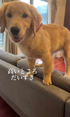 ソファの背もたれに立つ犬