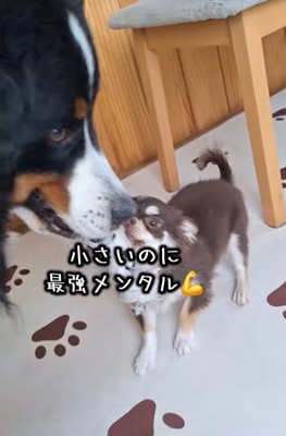 気が強い小型犬