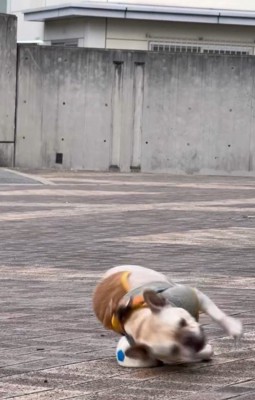 ボールの上を…