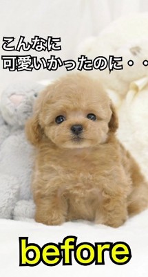 こんなに可愛かったのに…