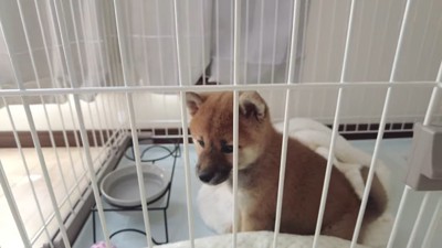 ケージの中で座る犬