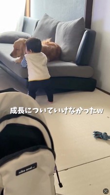 ソファに手をついて立ち上がる赤ちゃんと、そばに寝そべる犬