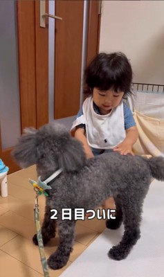 りつ君と実家のワンコ5